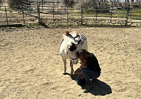 Miniature Horse (Miniature Horse, Mare) in Pearblossom, CA