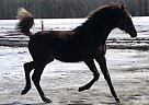 Phineas K - Gelding in Clarence Creek, ON Phineas K - Gelding in Clarence Creek, ON