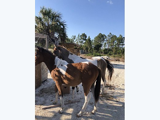 Paint Mare and Male Foal