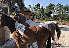 Paint - Horse for Sale in Naples, FL 34120 Paint - Horse for Sale in Naples, FL 34120