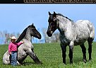 Percheron - Horse for Sale in Crab Orchard, KY 40419 Percheron - Horse for Sale in Crab Orchard, KY 40419