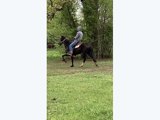 Peruvian Paso