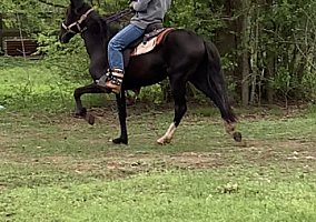 Peruvian Horse (Peruvian Horse, Stallion) in Bryan, TX