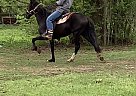 Zorro - Stallion in Bryan, TX