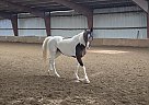 Trakehner - Horse for Sale in West Linn, OR 97068 Trakehner - Horse for Sale in West Linn, OR 97068