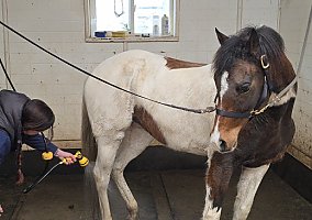 Trakehner (Trakehner, Mare) in West Linn, OR