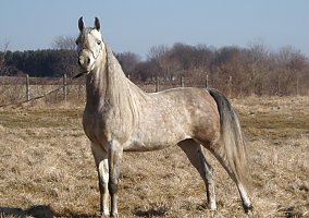 Arabian (Arabian, Stallion) in Whitewater, WI