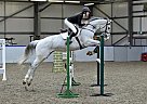 Dutch Warmblood - Horse for Sale in Calgary, AB T1X 0L Dutch Warmblood - Horse for Sale in Calgary, AB T1X 0L