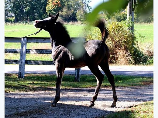Stallions for Sale and At Stud
