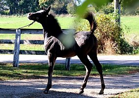 Arabian (Arabian, Stallion) in Whitewater, WI
