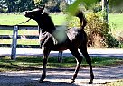 Arabian - Horse for Sale in Whitewater, WI 53190