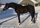Sigmund - Stallion in Clarence Creek, ON Sigmund - Stallion in Clarence Creek, ON
