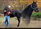 Tennessee Walking - Horse for Sale in Cedar Grove, TN 38321