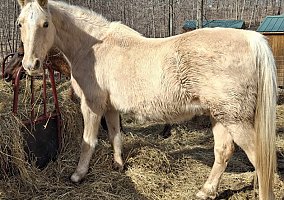 Trail (Tennessee Walking, Gelding) in Hillsboro, WI