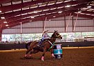 Shake N Zoom - Gelding in Campbell, MO Shake N Zoom - Gelding in Campbell, MO