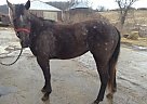 Smart Little Lena Peptoboonsmal ... Quarter Horse Mare