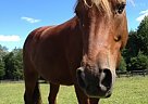 Hunter Jumper Pony Mustang Gelding