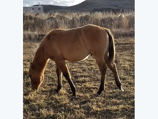 AQHA Yearling Colt