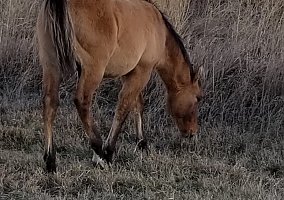 Quarter Horse (Quarter Horse, Stallion) in Powell, WY