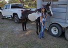 dolly - Mare in Eagle Lake, FL dolly - Mare in Eagle Lake, FL