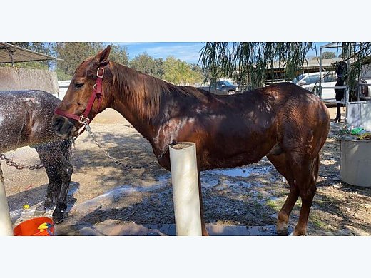 Beautiful Sorrel Horse