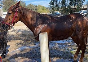 Quarter Horse (Quarter Horse, Gelding) in Camarillo, CA