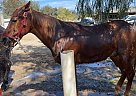 Quarter Horse - Horse for Sale in Camarillo, CA 93010