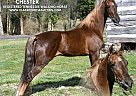 Tennessee Walking - Horse for Sale in Hustonville, KY 40437
