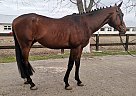 Thoroughbred - Horse for Sale in Запорожье,  69061