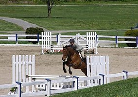 Hanoverian (Hanoverian, Stallion) in Quakertown, PA