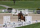 Hanoverian - Horse for Sale in Quakertown, PA 