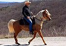 Patch - Gelding in Theodosia, MO Patch - Gelding in Theodosia, MO