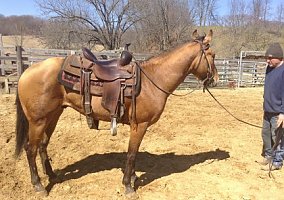 Quarter Horse (Quarter Horse, Gelding) in Elroy, WI