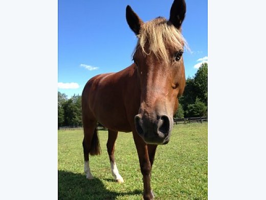 Hunter Jumper Pony