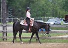 Quarter Horse - Horse for Sale in Bessemer, PA Quarter Horse - Horse for Sale in Bessemer, PA