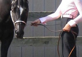Quarter Horse (Quarter Horse, Stallion) in Bessemer, PA