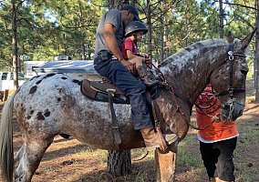 Appaloosa (Appaloosa, Gelding) in Red Springs, NC