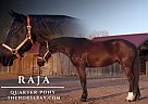 Quarter Horse - Horse for Sale in Fort Collins, CO 80524