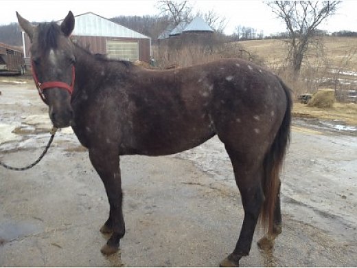 Smart Little Lena Peptoboonsmal Grey Mare