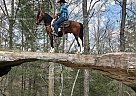 Jake - Gelding in Whitley City, KY Jake - Gelding in Whitley City, KY