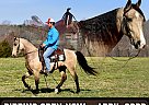 Tennessee Walking - Horse for Sale in Somerset, KY 42503 Tennessee Walking - Horse for Sale in Somerset, KY 42503