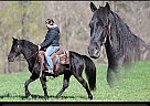 Tennessee Walking - Horse for Sale in Brodhead, KY 42634 Tennessee Walking - Horse for Sale in Brodhead, KY 42634