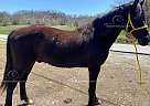 Nacho - Gelding in Berea, KY Nacho - Gelding in Berea, KY
