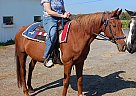 Peruvian Paso - Horse for Sale in Moravia, NY 13118