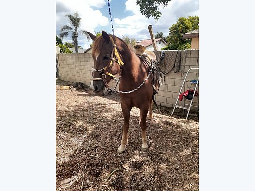 2 Year old Filly