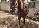 Quarter Pony - Horse for Sale in Whittier, CA 90606