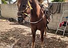 Quarter Pony - Horse for Sale in Whittier, CA 90606 Quarter Pony - Horse for Sale in Whittier, CA 90606
