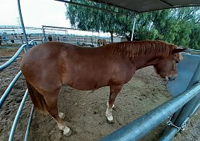 Quarter Pony (Quarter Pony, Mare) in Whittier, CA
