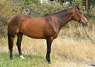 Warmblood Mare Warmblood Mare