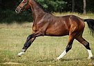 Other - Horse for Sale in Michaelisbruch, 16845 Other - Horse for Sale in Michaelisbruch, 16845